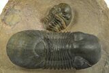 Paralejurus Trilobite With Reedops - Atchana, Morocco #310282-1